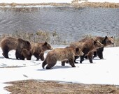 399 and Cubs 4 Signed Numbered Giclee Photo Print