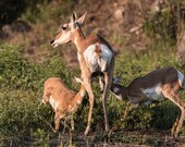 Pronghorn Family 2, Custer, South Dakota Signed Numbered Giclee Photo Print