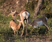 Pronghorn Family, Custer, South Dakota Signed Numbered Giclee Photo Print