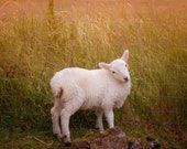 Golden Welsh Sheep Signed Numbered Giclee Photo Print