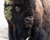 Bison Glam Signed Numbered Giclee Photo Print