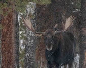 Snow Moose Signed Numbered Giclee Photo Print