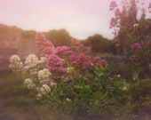 Welsh Floral Pink Hour Signed Numbered Giclee Photo Print