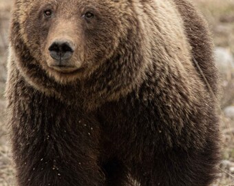 May include: A large brown grizzly bear with a thick coat of fur walks through a field of dry grass.