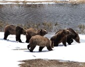 399 and Cubs 2 Signed Numbered Giclee Photo Print