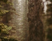 Tilt Shift Pine, Two Medicine Signed Numbered Giclee Photo Print