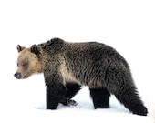 My Bear Lady Signed Numbered Giclee Photo Print