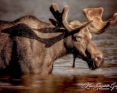 Golden Hour Velvet Moose Signed Numbered Giclee Photo Print