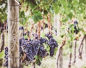 Tuscan Vineyard, Tuscany Signed Numbered Giclee Photo Print