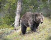 Bear Hike Signed Numbered Giclee Photo Print