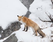 Fox On A Rock Signed Numbered Giclee Photo Print