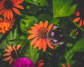 Butterfly Garden 1 Signed Numbered Giclee Photo Print