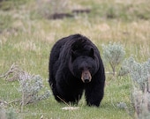 Black Bear Stroll Signed Numbered Giclee Photo Print