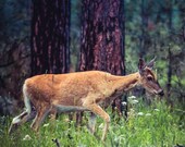 Twilight Deer, Custer, South Dakota Signed Numbered Giclee Photo Print