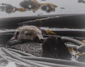 I Otter Take a Nap Signed Numbered Giclee Photo Print