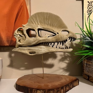 Excellent Father&#39;s Day Gift - Dilophosaurus Dinosaur Skull Hand Painted Replica 1:3 Scale On Wood Base