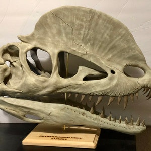 Dilophosaurus Skull 1:1 Scale Model Hand-Painted Keepsake and Display Piece - Personalized base