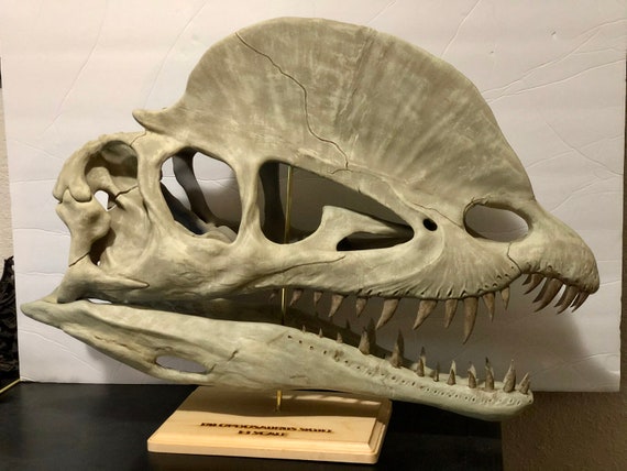 Dilophosaurus Skull 1:1 Scale Model Hand-Painted Keepsake and Display Piece - Personalized base