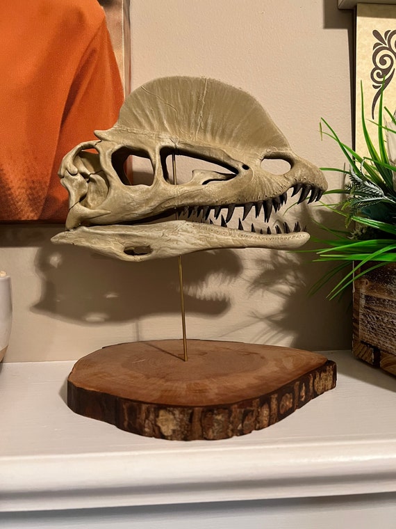 Excellent Father's Day Gift - Dilophosaurus Dinosaur Skull Hand Painted Replica 1:3 Scale On Wood Base