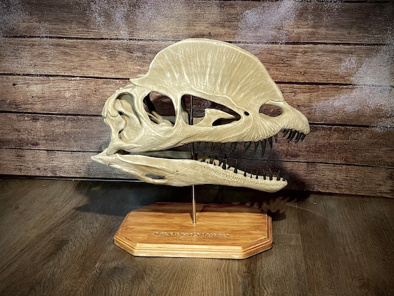 Dilophosaurus Skull 2:3 Scale Model Hand-Painted Keepsake and Display Piece - Personalized base