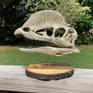 Dilophosaurus Dinosaur Skull Hand Painted Replica 1:3 Scale On Wood Base