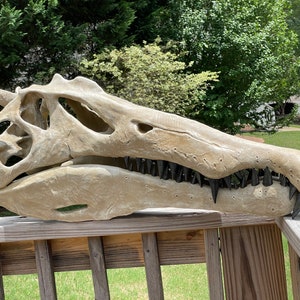 Spinosaurus Skull 1/3 Scale Hand-Painted Replica