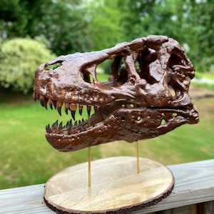 1:6 Scale Tyrannosaurus Rex T-Rex Skull Hand-Painted Replica