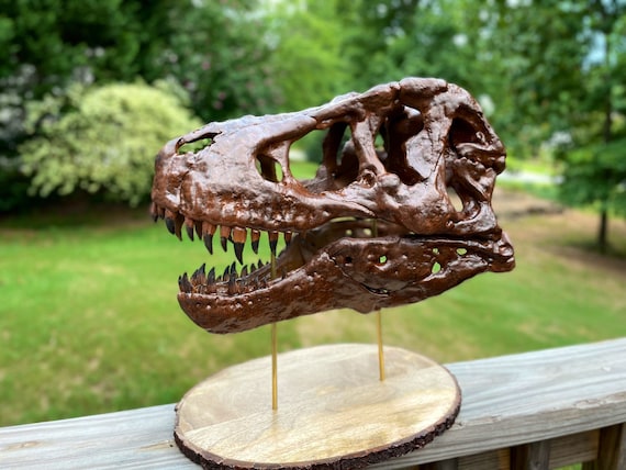 1:6 Scale Tyrannosaurus Rex T-Rex Skull Hand-Painted Replica