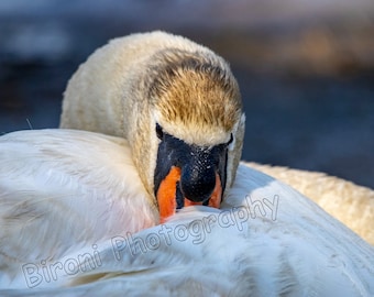 Female Swan Frontal Portrait