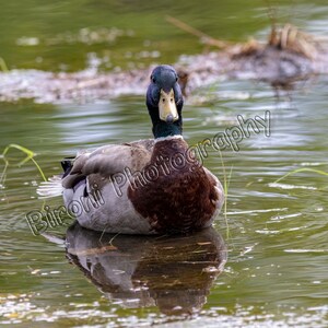 Male Mallard