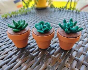 Seattle Succulents - Extra Small