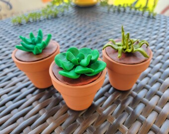 Seattle Succulents - Small