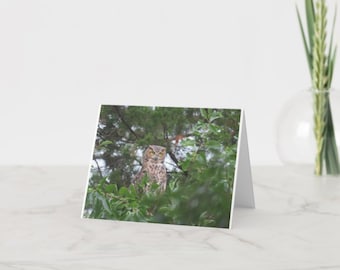 Owl, Note Cards, Blank Notecards, Blank Note Cards, Photo Notecards, Photo Note Cards, Stationary, Scenery Note Cards, Notes