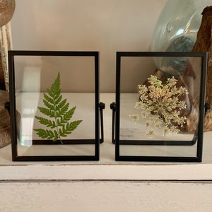 Black Framed Pressed Flower Herbarium in Fern or Queen Anne&#39;s Lace