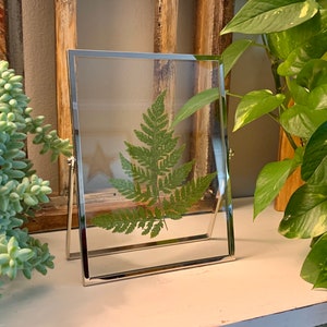 Silver Framed Pressed Fern Herbarium image 1
