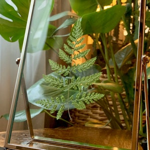 Silver Framed Pressed Fern Herbarium image 8