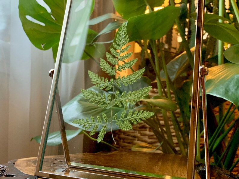 Silver Framed Pressed Fern Herbarium image 8