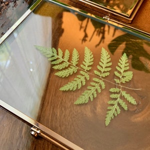 Silver Framed Pressed Fern Herbarium image 3