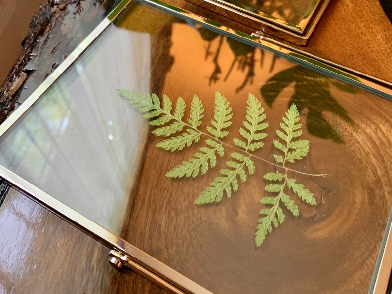 Silver Framed Pressed Fern Herbarium image 3