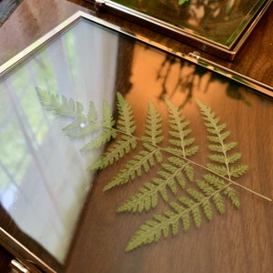 Silver Framed Pressed Fern Herbarium image 5