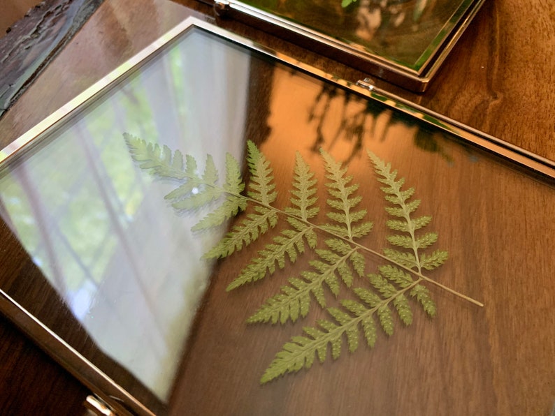 Silver Framed Pressed Fern Herbarium image 5