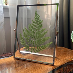 Silver Framed Pressed Fern Herbarium image 2