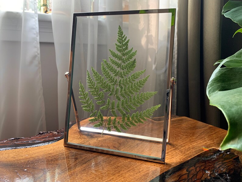 Silver Framed Pressed Fern Herbarium image 2