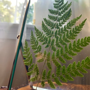 Silver Framed Pressed Fern Herbarium image 6