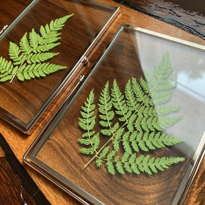 Silver Framed Pressed Fern Herbarium image 9