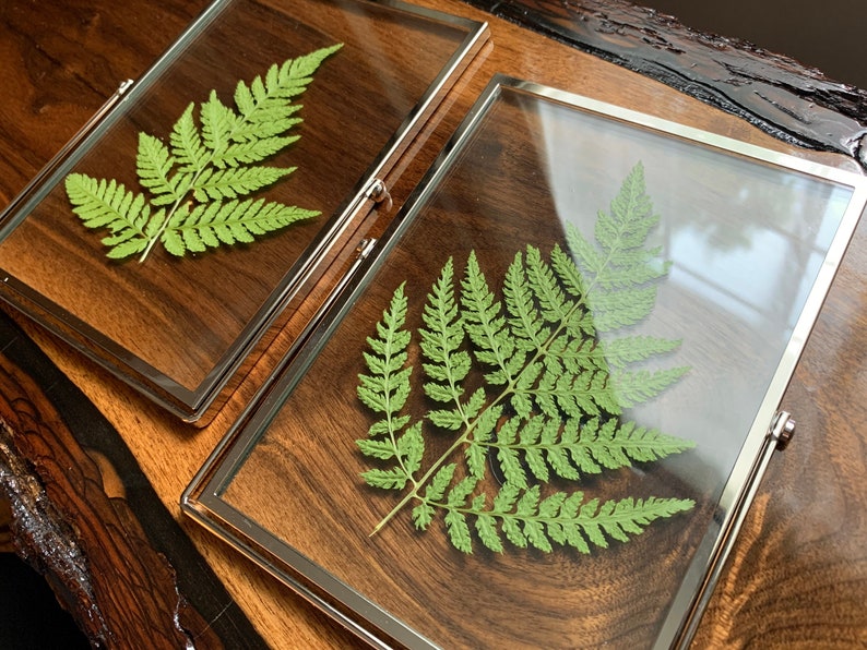 Silver Framed Pressed Fern Herbarium image 9