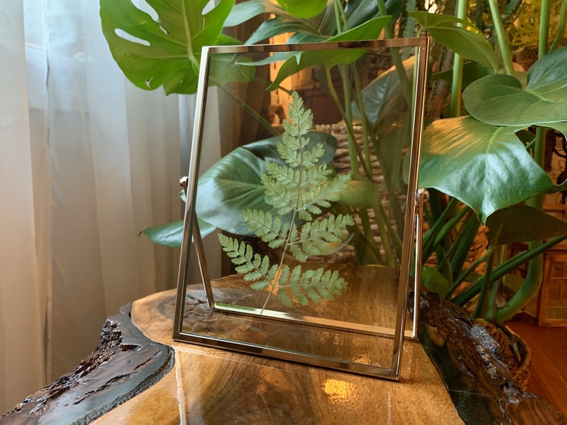 Silver Framed Pressed Fern Herbarium image 4