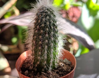 cactus plants etsy