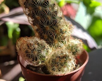 cactus plants etsy