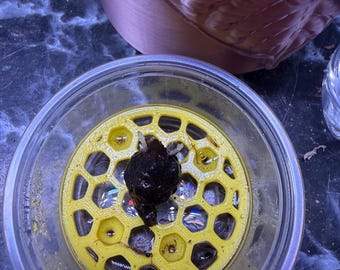 Alocasia corms with corm cup and riser